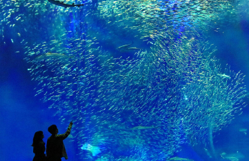アクアワールド茨城県大洗水族館イメージ画像